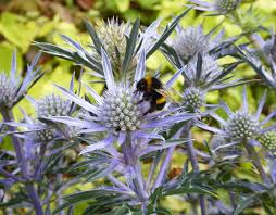 Maybe you would like to learn more about one of these? Bee Friendly Plants National Garden Scheme