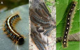 The Return Of Tent Caterpillars What S It Means For Your Yard Purdue Landscape Report