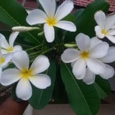 Good Morning White Plumeria Flowers Plumeria Frangipani Fragrance Flowers Chembakam Tropical Tropicalplant Plumeria Flowers Plumeria Tropical Plants