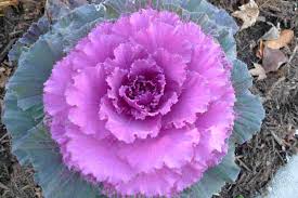 Maybe you would like to learn more about one of these? 9 Top Varieties Of Ornamental Cabbage Flowering Kale