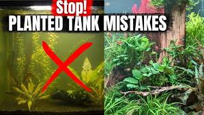 Image result for Nesaea ramosa