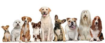 They get a little vacation, too! Hefner Road Pet Resort 69 Recommendations Oklahoma City Ok