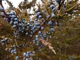 This type of conifer tree gets its name from the atlas mountain of morocco. The Red Cedar Tree Puslinch Todaypuslinch Today