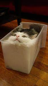 Liquid Cat Cute Funny Animals Cute Animals Cats