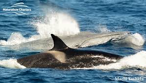 Drone footage recorded killer whales charging and striking a blue whale in this rare sighting off the coast of monterey, california. Australia S Orcas Are Attacking Blue Whales And It Might Be More Common Than You Think Predator Vs Prey Earth Touch News