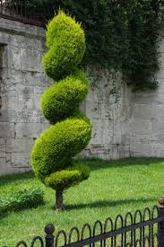 Image result for spiral cut juniper trees