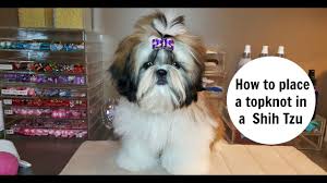 But well, you will have to provide a lot of attention to. Adorable Shih Tzu Grooming Styles Lovetoknow