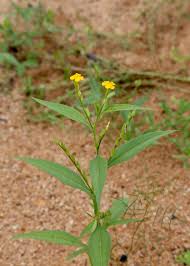 Image result for Streptopetalum serratum