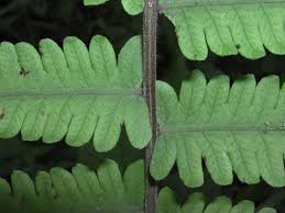 Image result for Christella dentata