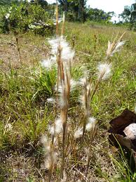 Image result for Andropogon eucomus