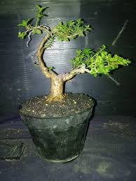 Image result for Premna mooiensis