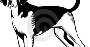 American Black And White Hound Dog Black White American Fox Hound Dog 15837975 Jpg 400 373 The Fox And The Hound Hound Dog Black And White