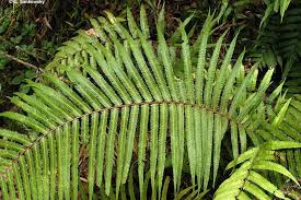 Image result for Pneumatopteris