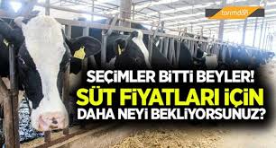 Sut Ureticisi Ortada Kaldi Domatesler Domates Tohumu Ordu
