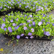 Image result for Vinca minor