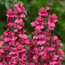 Image result for lobelia