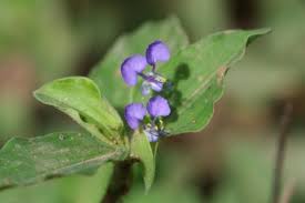 Image result for Commelina