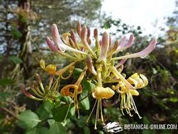 Descubra nuestro catálogo de madreselva (lonicera): Propiedades Medicinales De La Madreselva Botanical Online
