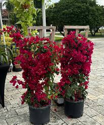 Image result for Bougainvillea