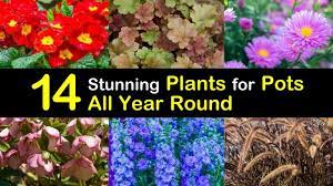 Year round flowering plants for pots. 14 Stunning Plants For Pots All Year Round