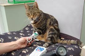 Shop for blood pressure cuffs in patient care. Keep Calm And Measure Cats Blood Pressure