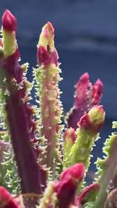 Image result for Monadenium crenatum