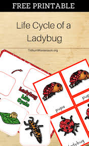 Free Printable Life Cycle Of A Ladybug Ladybug Life Cycle Ladybugs Preschool Life Cycles