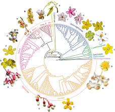 Image result for Rhabdophyllum arnoldianum