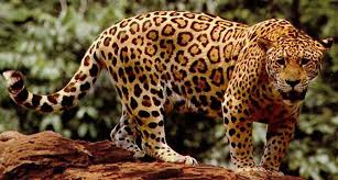 For Jaguars Armored Prey Is No Obstacle Rainforest Animals Jaguar Animal Dangerous Animals