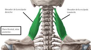 Los vértigos cervicales pueden tener su origen en las cervicales, el oído, desequilibrios oculares o posturales e incluso en alguna disfunción de la mandíbula, siendo los primeros los más comunes: Cervicalgia Y Hombro Puede Afectar El Hombro A Mi Dolor Cervical Incluso Puede Esto Afectar A Mi Atm Fisiocampus