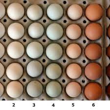 In the rgb color model #f0ead6 is comprised of 94.12% red, 91.76% green and 83.92% blue. Color Characteristics Of The Eggshell From Different Chicken Breeds Download Scientific Diagram
