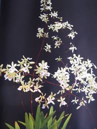 Image result for Annickia ambigua