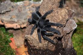 The largest island, also called. Sangihe Island Black Animals Tarantula Island
