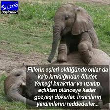 Nese Nin Gozdeleri Hayvanlar Kitap Kenari Hayvanlar Alemi