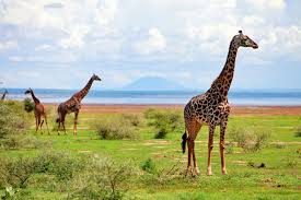 И граничит с кенией, мозамбиком, руандой и угандой. 15 Top Rated Tourist Attractions In Tanzania Planetware