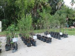 We did not find results for: Pin On Our Plant Nursery