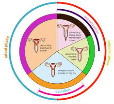 Ovulation And Safe Period What Is The Safe Period To Have