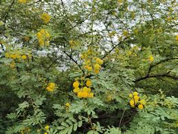 Image result for Acacia nilotica