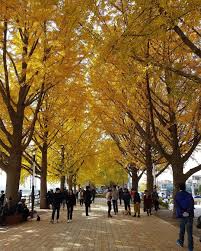 Gambar pemandangan indah di korea tempat wisata alam populer paling asyik jalan jalan ke negeri ginseng ini khususnya ke korea selatan. Gambar Pemandangan Indah Di Korea Selatan