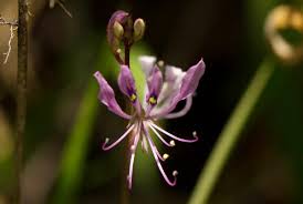 Image result for Cleome macrophylla