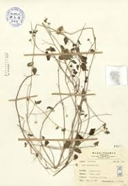 Image result for Sida javensis