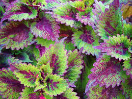 Stock images including perennial plants, annuals, shrubs, bulbs, trees, etc. Green And Purple Leaf Plants Photo Free Brisbane Qld Image On Unsplash