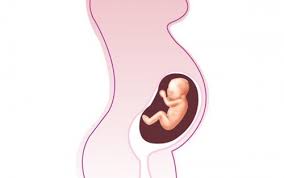 1 Trimester Trimenon Onmeda De