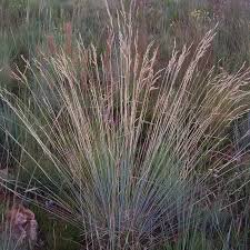 Image result for Tristachya