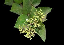 Image result for Premna serratifolia