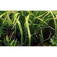 Balansae (also known as the balansae plant) originates from flowing rivers and streams in thailand, the philippines, sri lanka, and indonesia. Cryptocoryne Crispatula Var Balansae