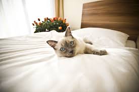 Every one of their hotels. The Uk S Top Cat Friendly Hotels With Petspyjamas