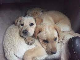 Check spelling or type a new query. Golden Retriever Mix Puppies Missouri