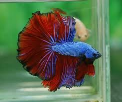 The betta u get at the store are all to old for breeding. Betta Fish Sale On Twitter A Super Deltatail Bettafish The Super Delta Is Similar To A Delta Tail But An Improved Version Of Branching It S Amazing Caudal Fin Extends Between 120 160 Degrees