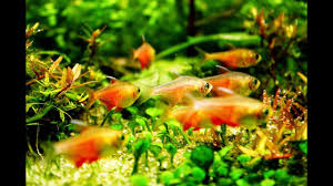 3,412 likes · 5 talking about this. Ikan Ikan Hias Cantik Dalam Aquarium Youtube